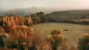 orange leaf trees, nature, landscape, trees, field