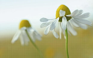 two white flowers, macro, flowers, white flowers, plants HD wallpaper