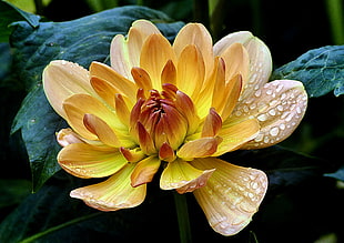 yellow petaled flowers with dew drops in bloom