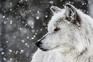 white wolf, wolf, animals, nature, snow HD wallpaper