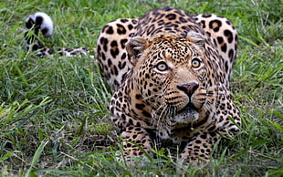 adult leopard, animals, leopard (animal)