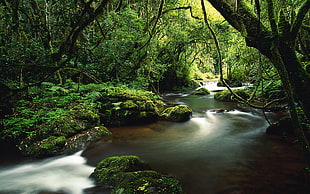 river surrounded with trees HD wallpaper