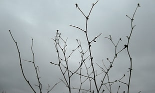 bare tree, Russia, winter, minimalism, plants