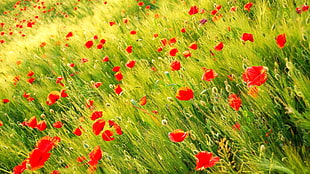 red flowers field HD wallpaper
