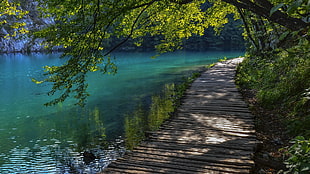 brown wooden dock, landscape, nature, walkway, trees