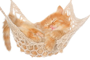 orange tabby kitten sleeping on brown hammock HD wallpaper