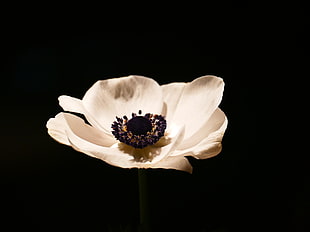 autofocus lens photography of white flower HD wallpaper