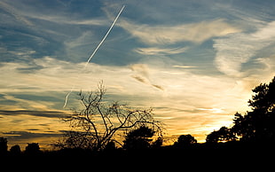 silhouette of tress during golden hour HD wallpaper