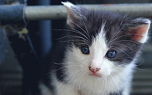 white and black fur cat