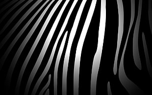 white and black zebra print, zebras, pattern HD wallpaper