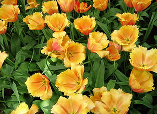 yellow petaled flowers with green leaves