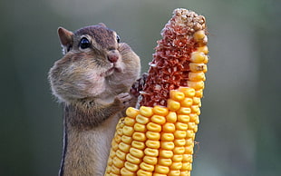 selective focus photograph of Squirrel chewing corn HD wallpaper