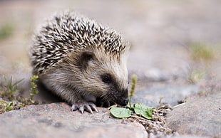 macro shot photo of gray hedgehog