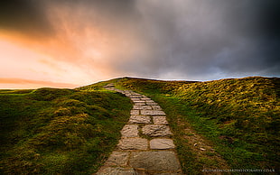 desired road between grasses during golden hour HD wallpaper