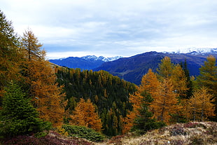 brown and green leaf trees with mountain vies