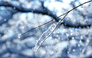 ice shard on black stem HD wallpaper