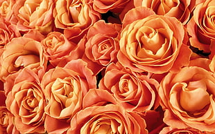 orange Rose flower wallpaper HD wallpaper