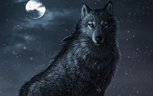 gray wolf digital wallpaper, wolf HD wallpaper