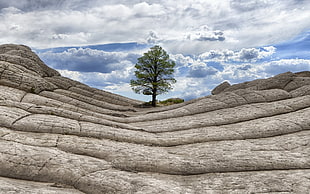 tree, landscape, nature, sky, clouds