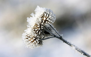 white dandelions