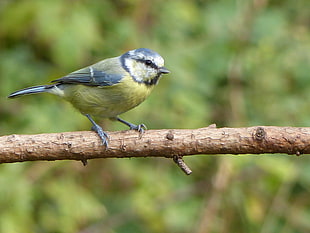 brown and black bird on brown stem selective photography at daytime, blue tit