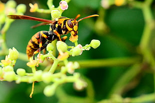 macro photo of a yellow Jacket wasp on green plant, paper wasp, cayratia japonica HD wallpaper