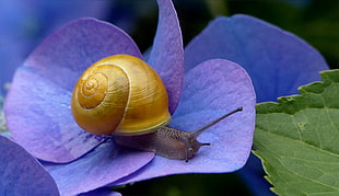 snail on purple Hydrangea in close up photography HD wallpaper