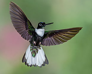 green and brown hummingbird, collared inca