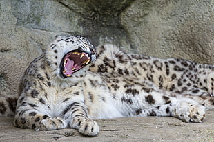 white and black leopard print textile, animals, wildlife, jaguars, nature