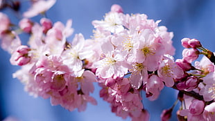 selective focus photography of pink petaled flowers