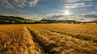 nature, landscape, farm, wheat