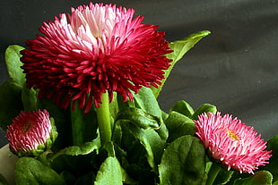 close up photo of clustered red petal flower