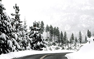 Pine trees during snow near road HD wallpaper