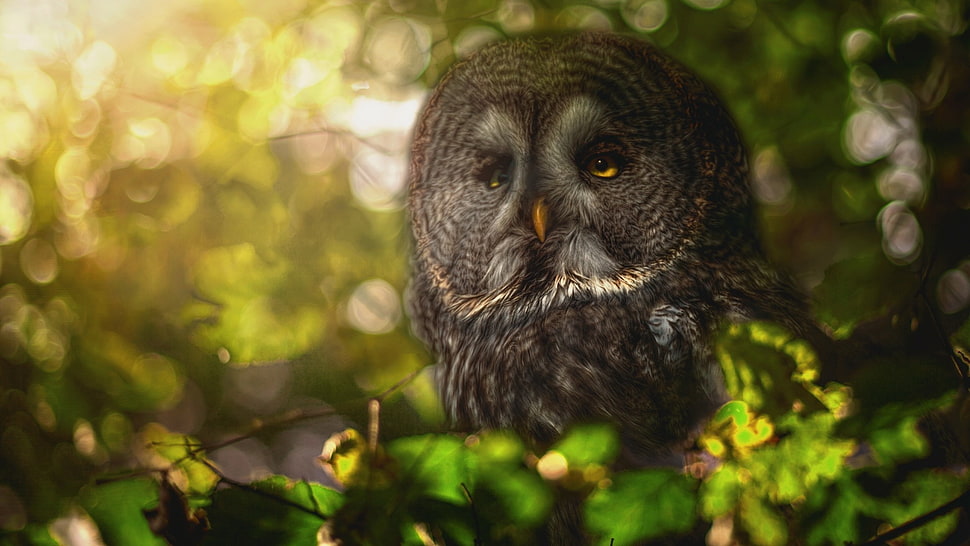 gray owl, nature, animals, birds, owl HD wallpaper