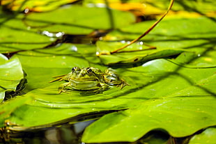 black green frog