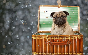 Fawn Pug on brown wooden basket illustration HD wallpaper