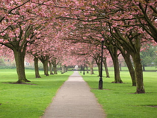 Cherry Blossoms