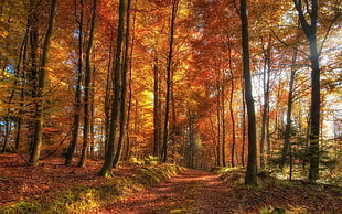 orange maple trees, landscape, nature, dirt road, forest