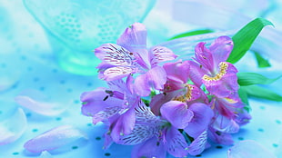 purple-and-white orchids HD wallpaper