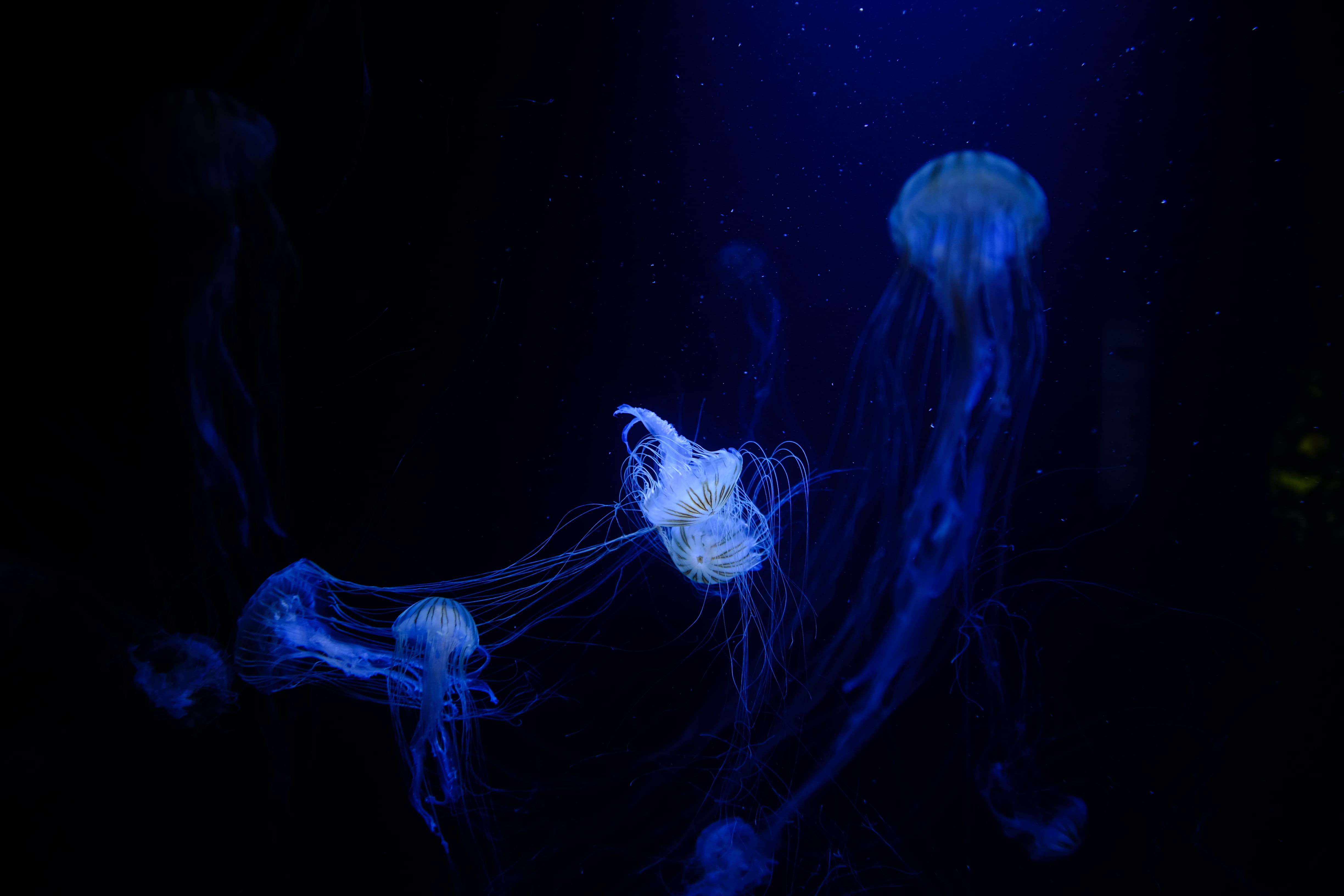 floating jellyfishes