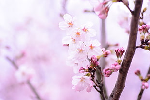 pink blossom closeup photography HD wallpaper