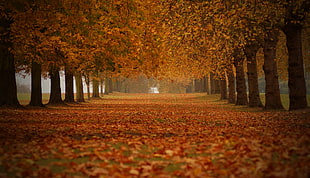 orange trees, trees, fall, nature