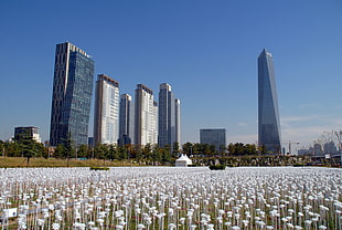 gray and white high-rise buildings