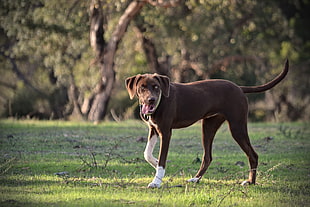 short-coated brown dog, dog, animals HD wallpaper