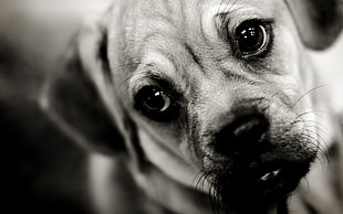 grayscale photography of adult Puggle close-up photo