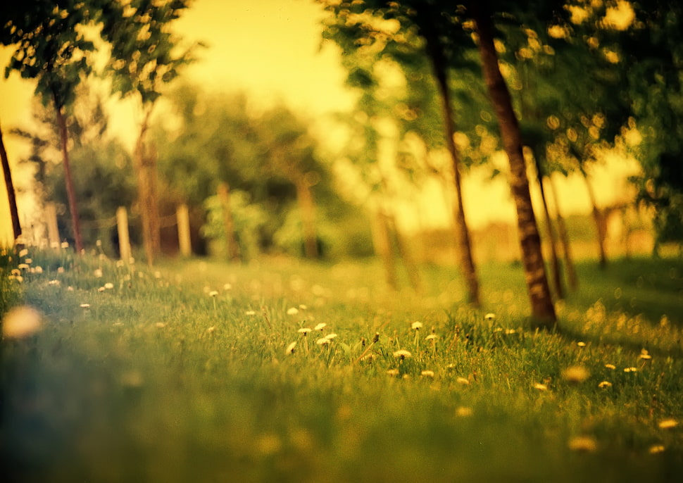 selective focus photography of yellow flowers and green grass HD wallpaper