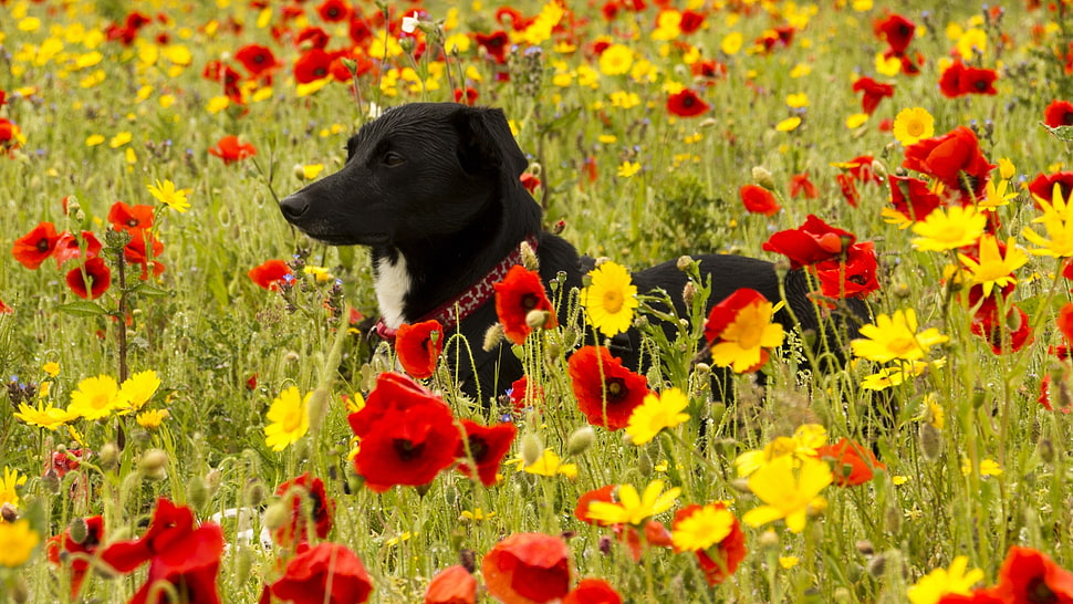 short-coated black dog walking between red and yellow flower fields during daytime HD wallpaper