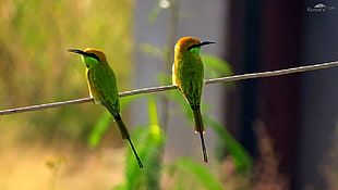 two green chirping birds on gray cable, bee-eater HD wallpaper