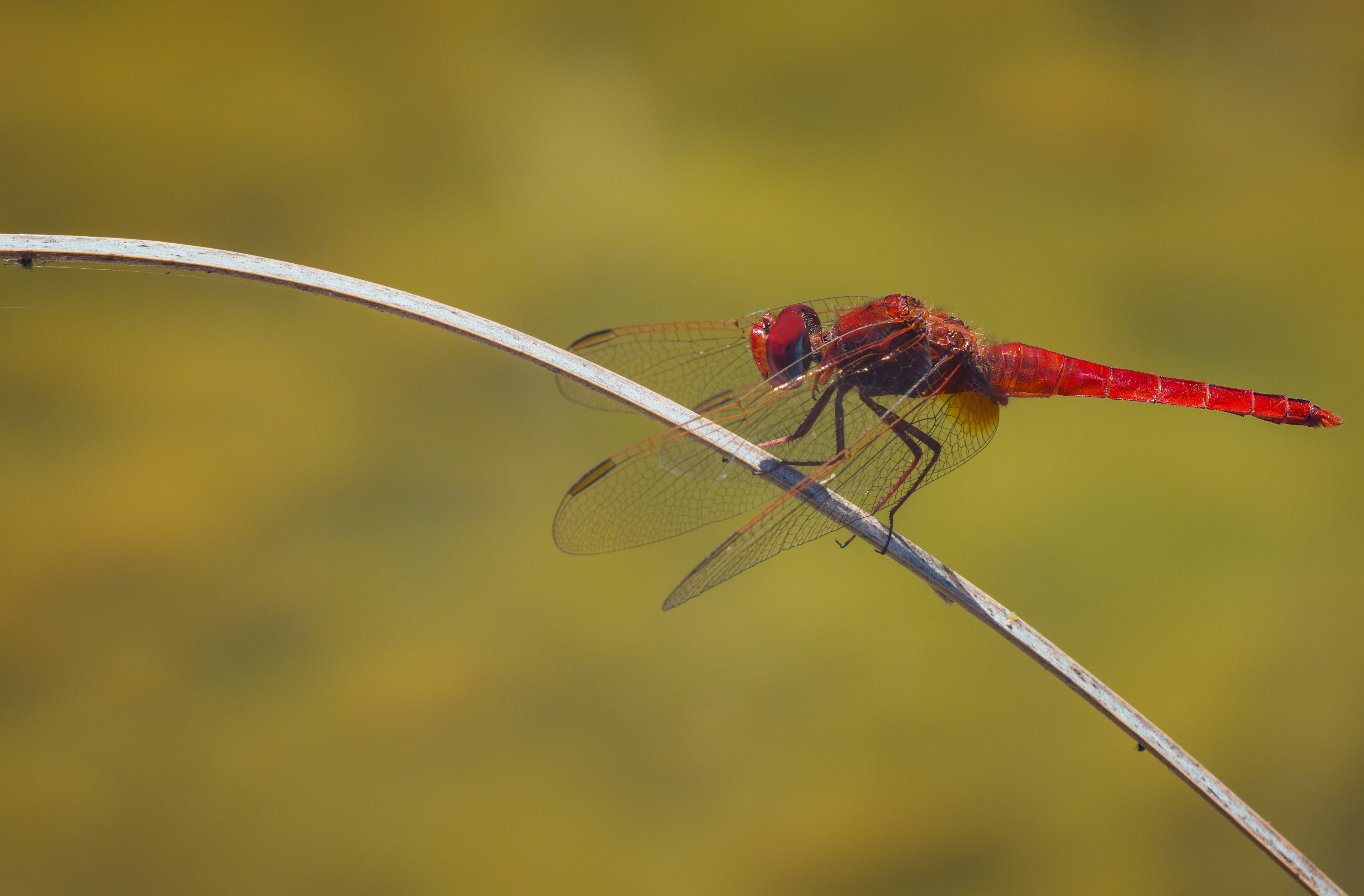 Red and black dragonfly HD wallpaper | Wallpaper Flare