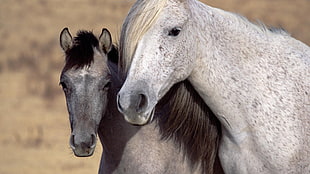 two gray and black horses HD wallpaper